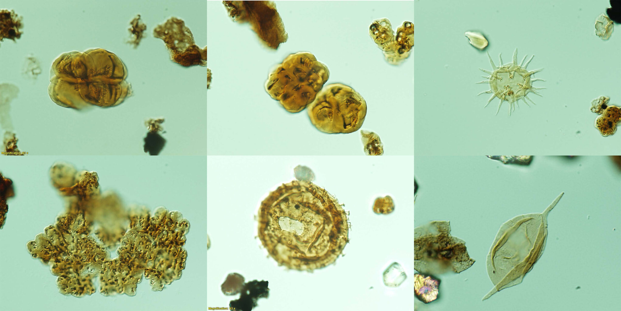 Geoscience Aus Microffosils